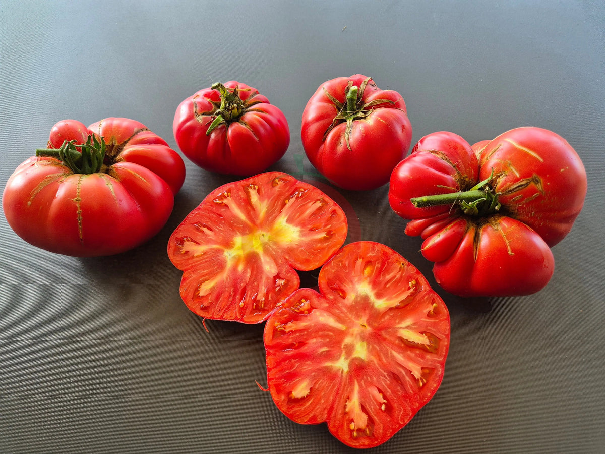 Rebecca Sebastian´s Bull Bag DER TOMATENFLÜSTERER