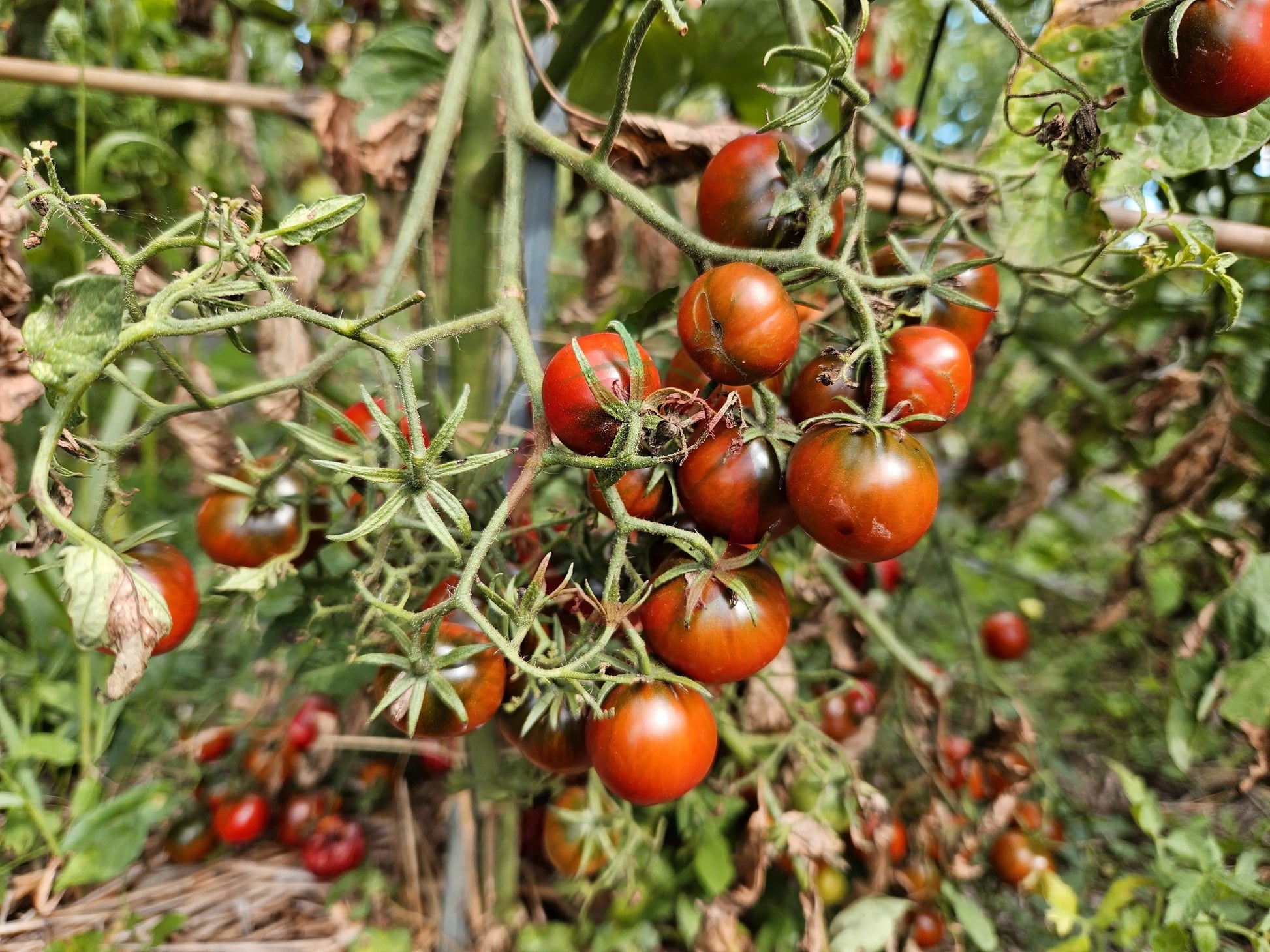 Rebel Alliance DER TOMATENFLÜSTERER