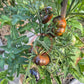 Rebel Starfighter Dipper´s Delight DER TOMATENFLÜSTERER