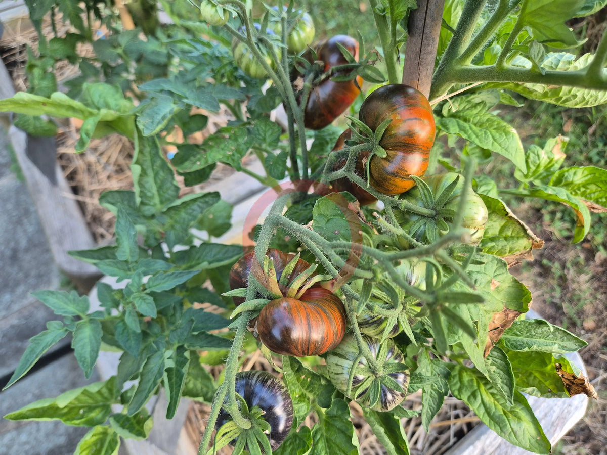 Rebel Starfighter Dipper´s Delight DER TOMATENFLÜSTERER