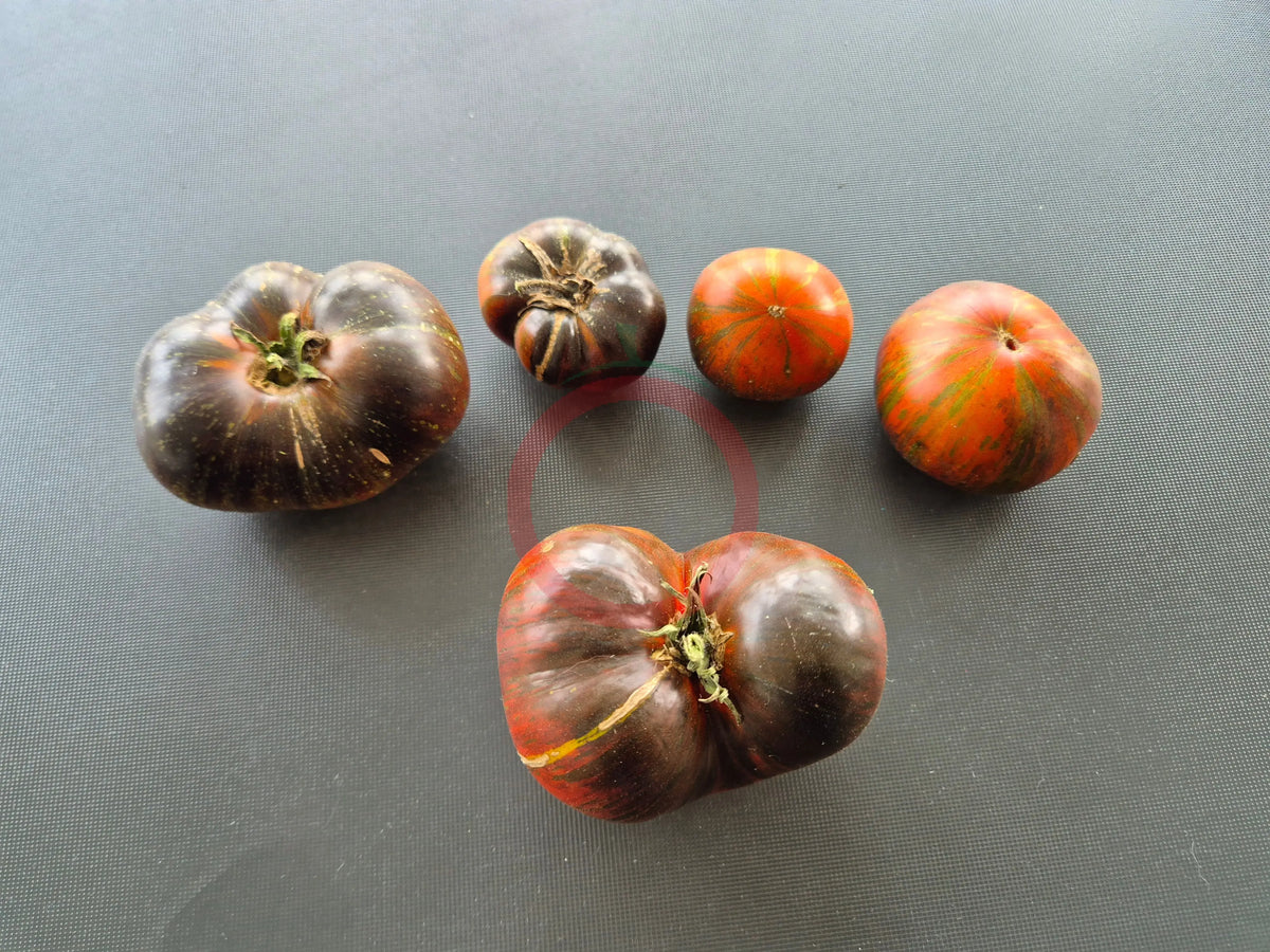 Rebel Starfighter Dipper´s Delight DER TOMATENFLÜSTERER