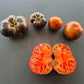Rebel Starfighter Dipper´s Delight DER TOMATENFLÜSTERER