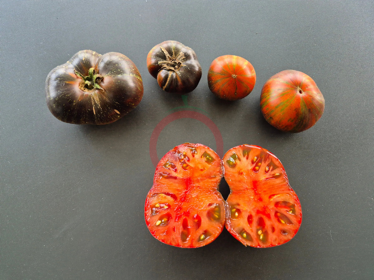 Rebel Starfighter Dipper´s Delight DER TOMATENFLÜSTERER