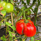 Red Barn DER TOMATENFLÜSTERER