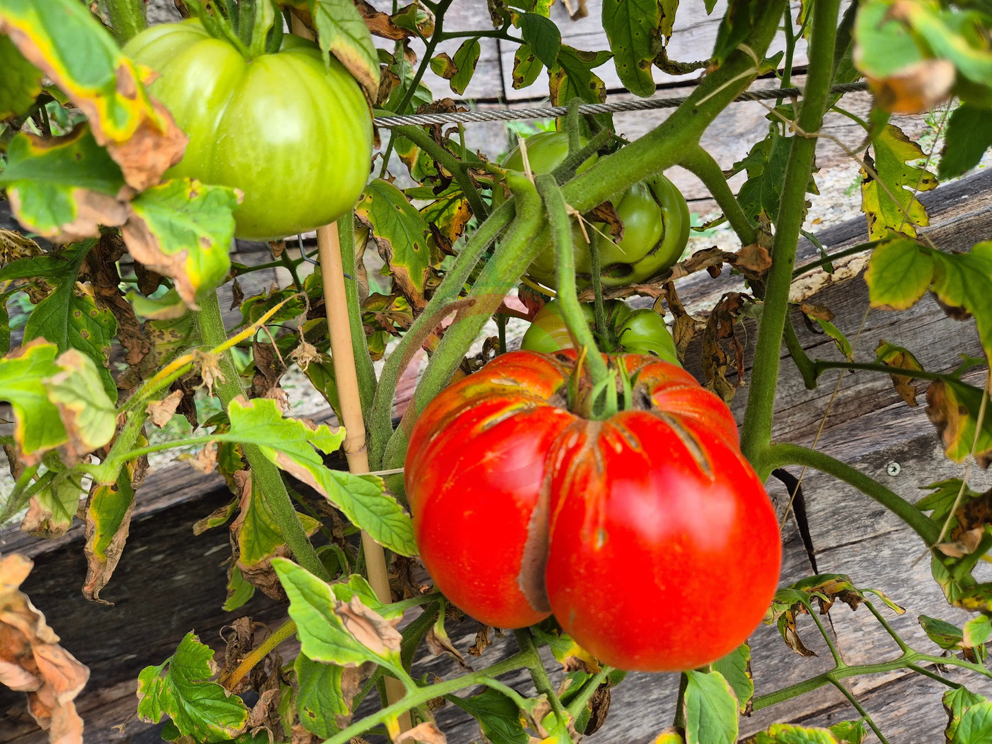 Red Barn DER TOMATENFLÜSTERER