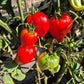 Red Caps of Gretel DER TOMATENFLÜSTERER