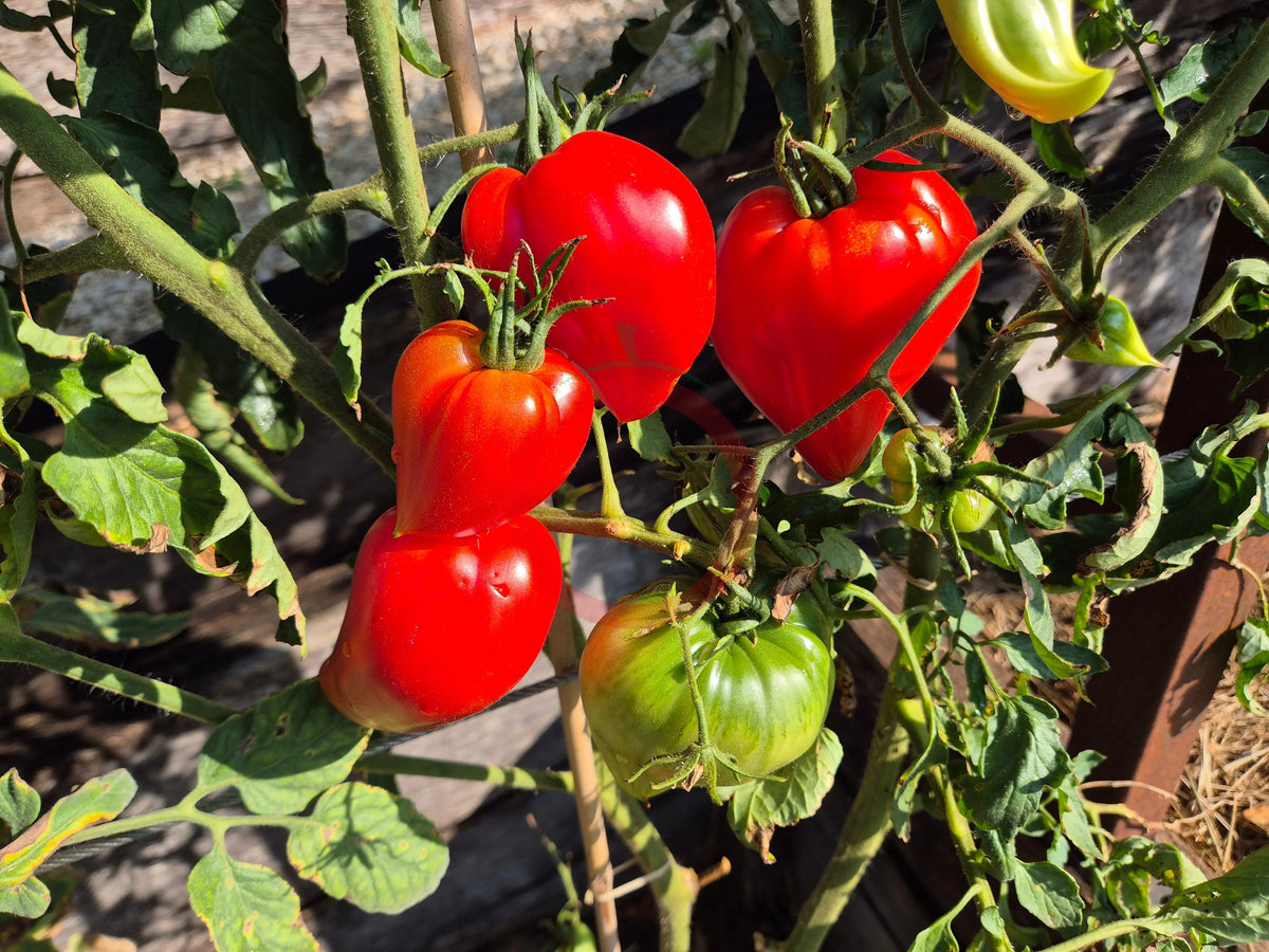 Red Caps of Gretel DER TOMATENFLÜSTERER