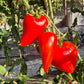 Red Caps of Gretel DER TOMATENFLÜSTERER