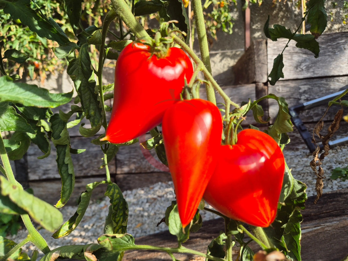 Red Caps of Gretel DER TOMATENFLÜSTERER