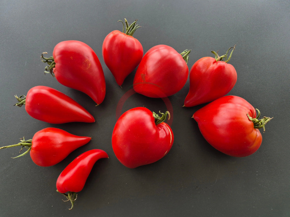 Red Caps of Gretel DER TOMATENFLÜSTERER