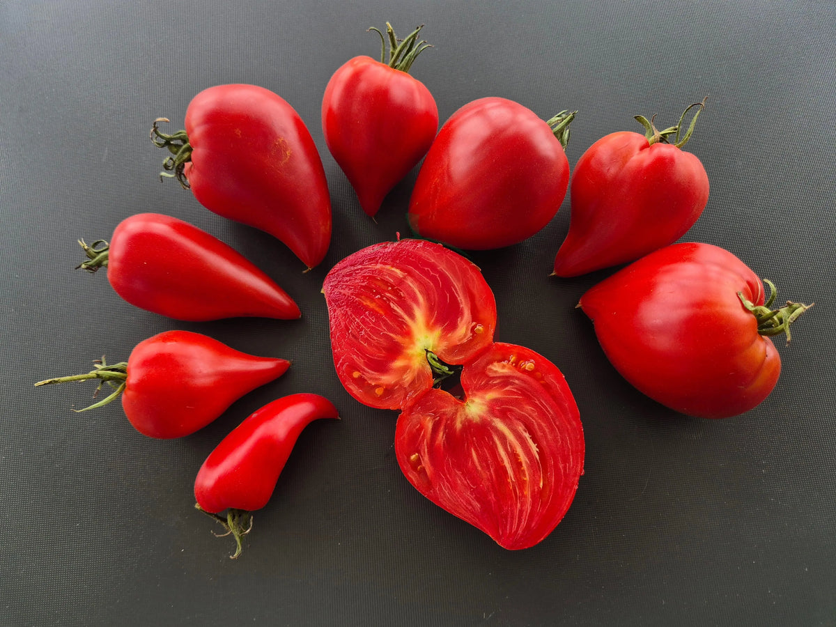 Red Caps of Gretel DER TOMATENFLÜSTERER
