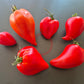 Red Caps of Gretel DER TOMATENFLÜSTERER