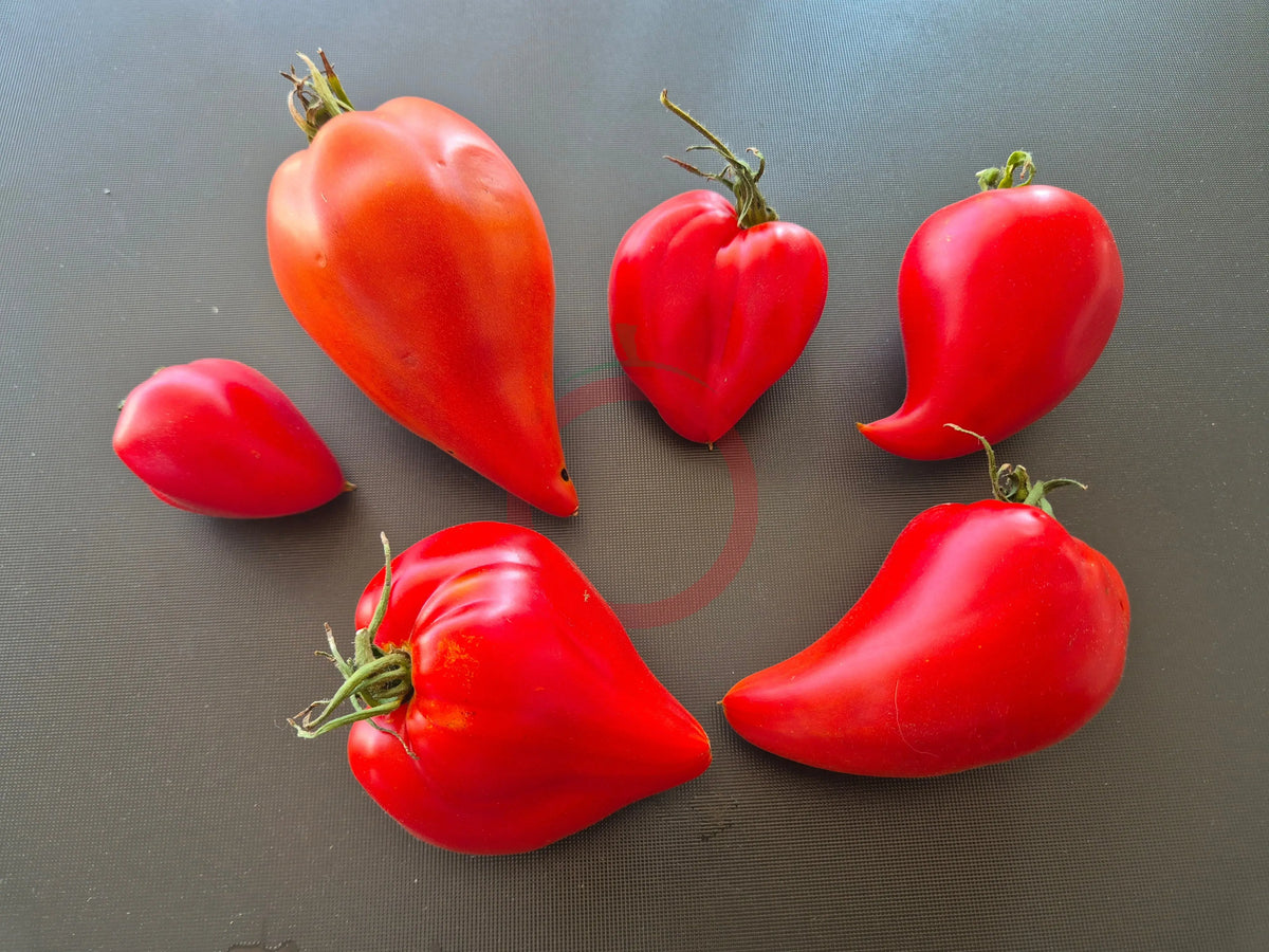 Red Caps of Gretel DER TOMATENFLÜSTERER