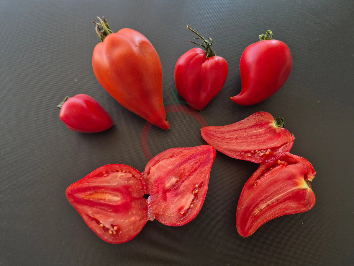 Red Caps of Gretel DER TOMATENFLÜSTERER