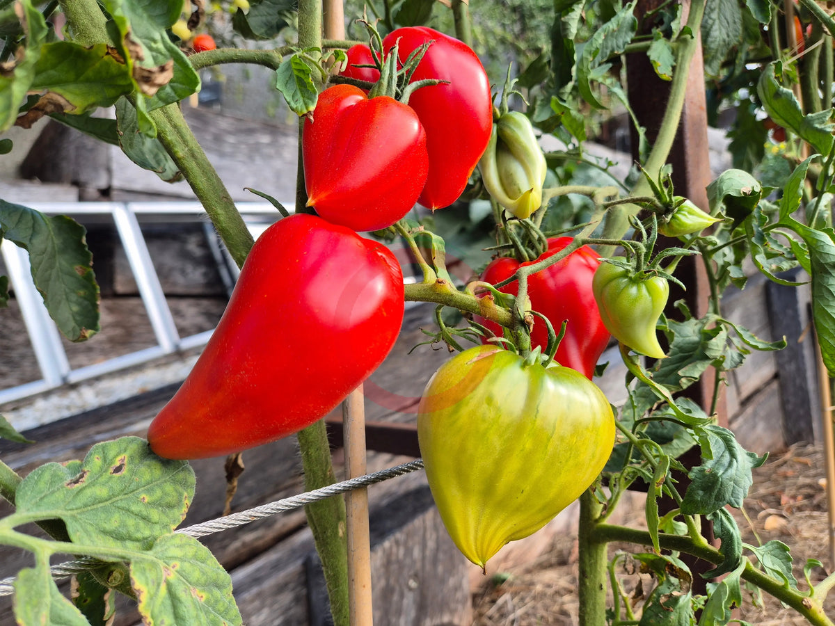 Red Caps of Gretel DER TOMATENFLÜSTERER