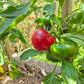 Red Cheese Pepper DER TOMATENFLÜSTERER