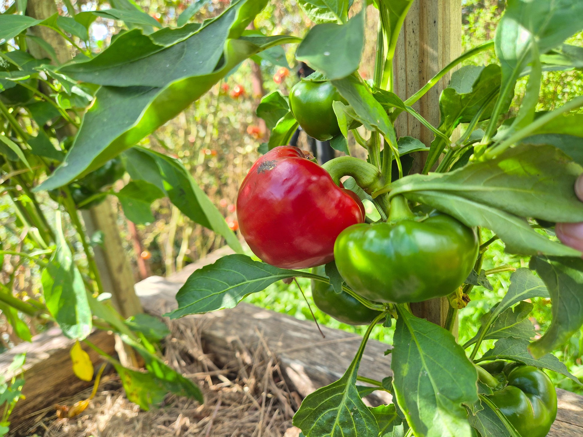 Red Cheese Pepper DER TOMATENFLÜSTERER