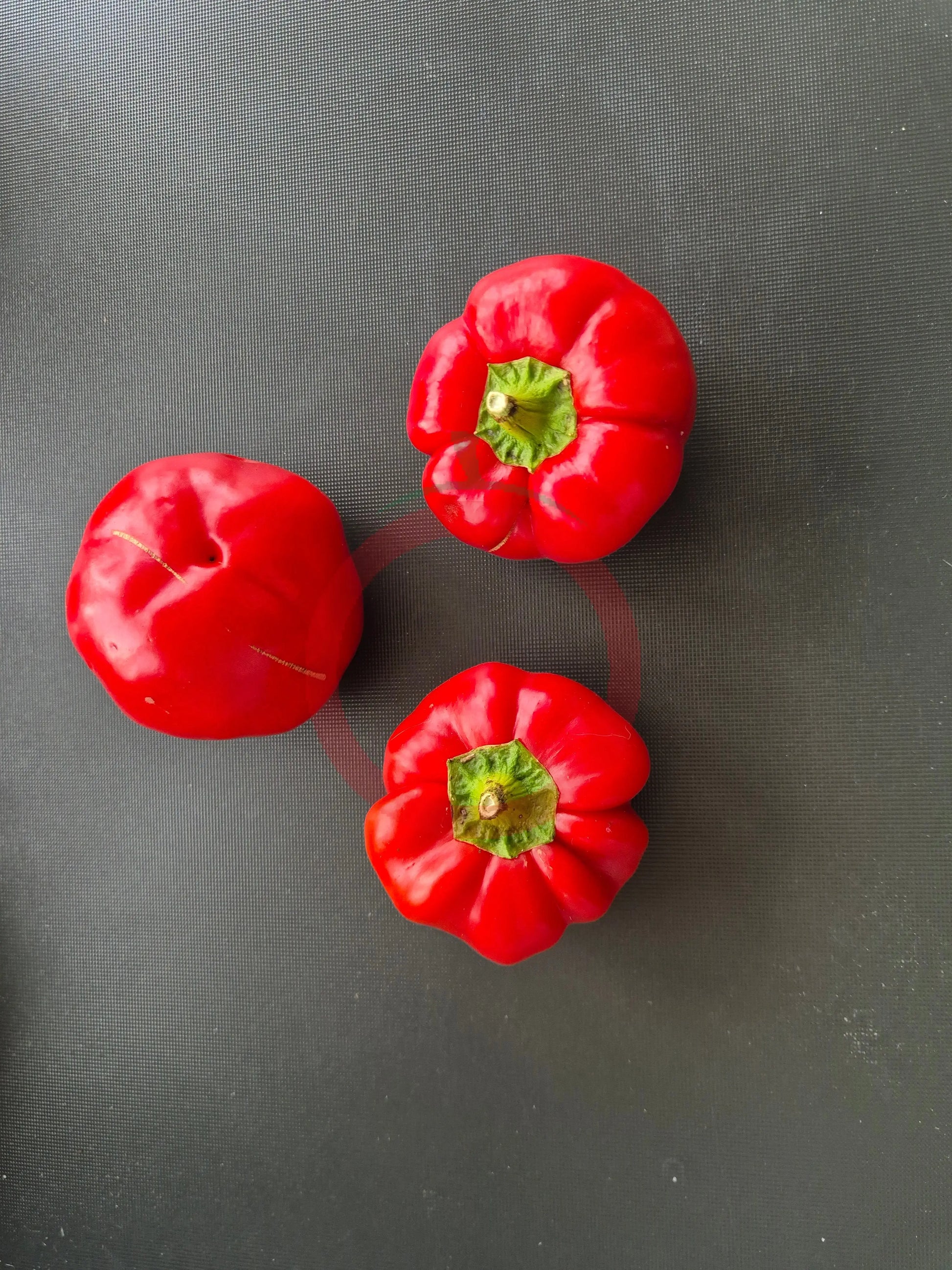 Red Cheese Pepper DER TOMATENFLÜSTERER
