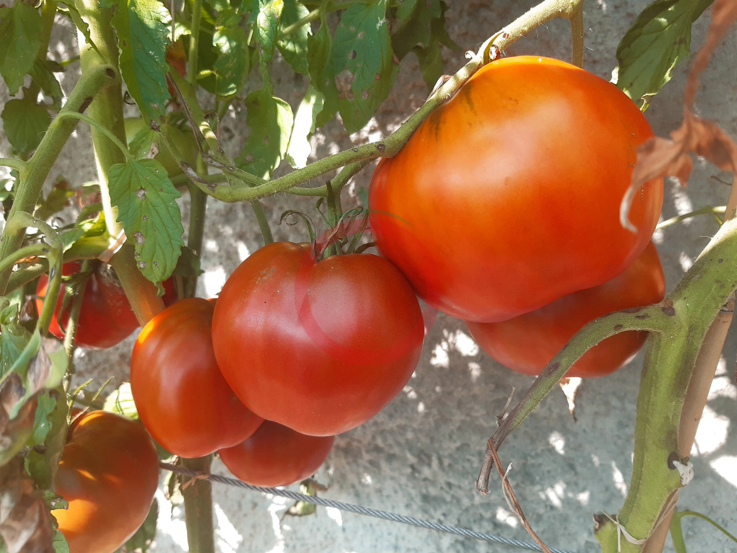 Reinhard´s Chocolate Heart DER TOMATENFLÜSTERER