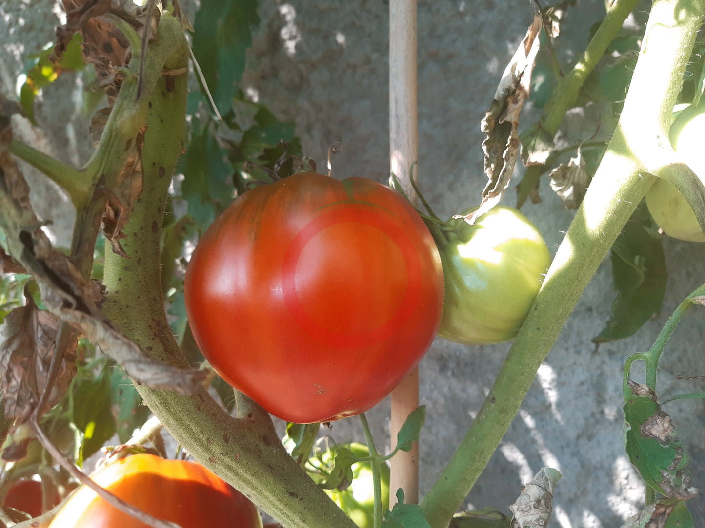 Reinhard´s Chocolate Heart DER TOMATENFLÜSTERER