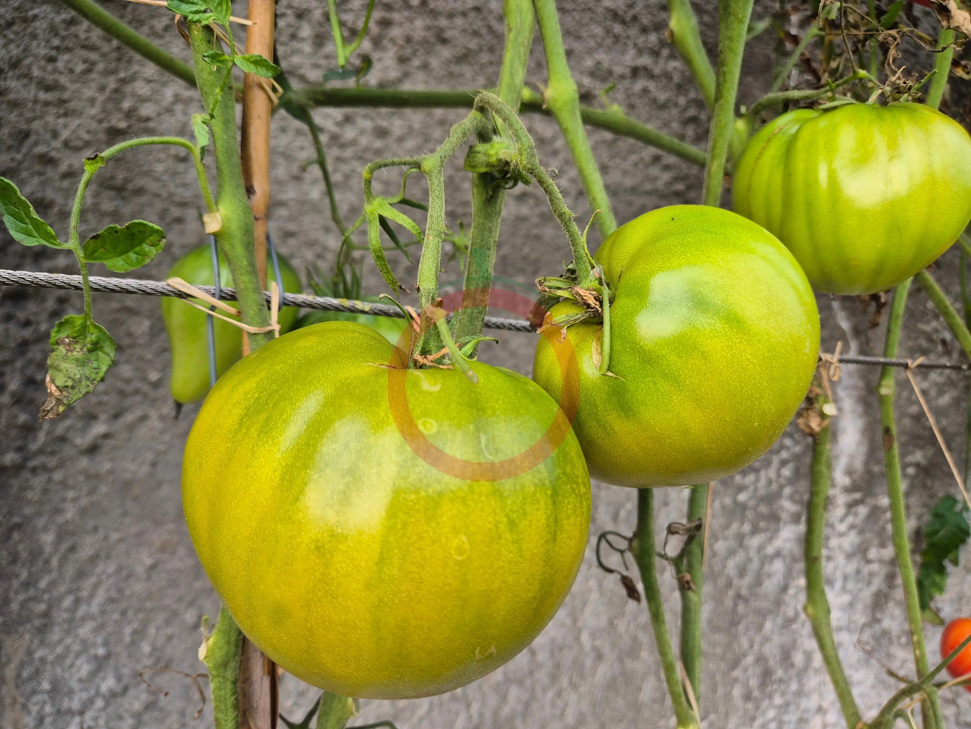 Reinhard´s Green Heart DER TOMATENFLÜSTERER