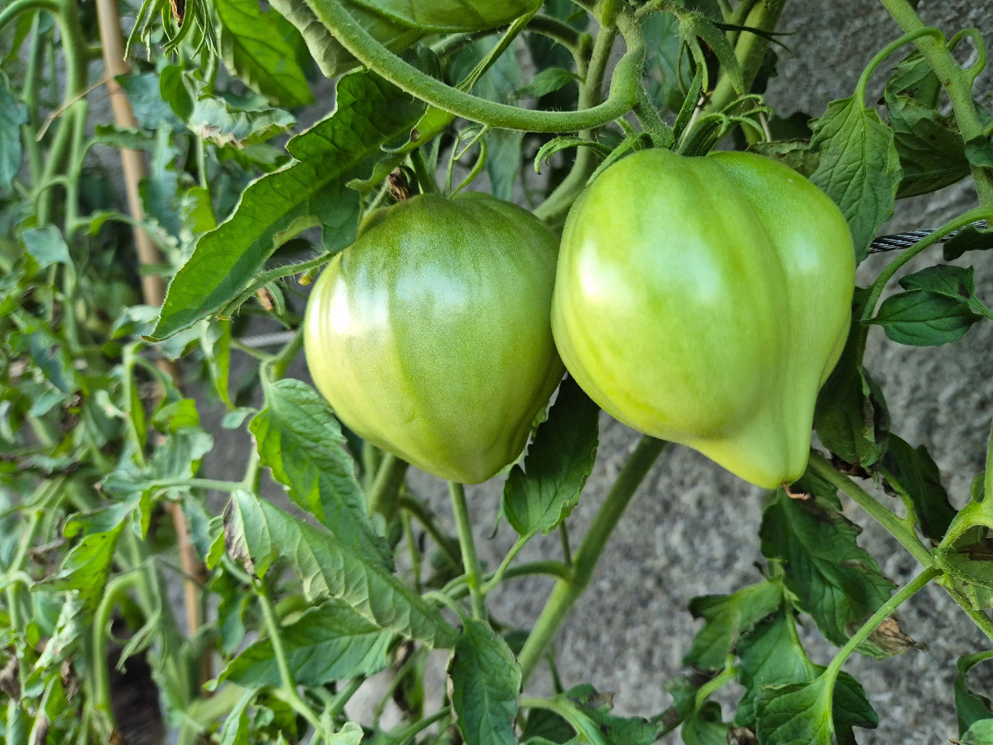 Reinhard´s Green Heart DER TOMATENFLÜSTERER