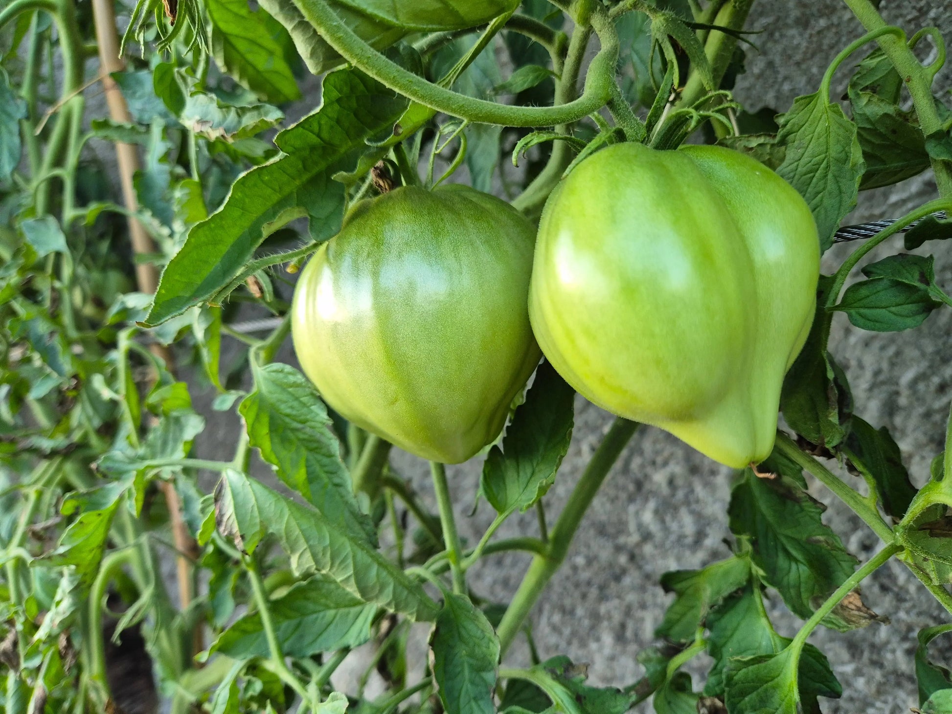 Reinhard´s Green Heart DER TOMATENFLÜSTERER
