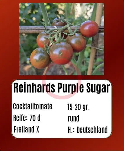 Reinhard´s Purple Sugar DER TOMATENFLÜSTERER