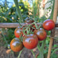 Reinhard´s Purple Sugar DER TOMATENFLÜSTERER
