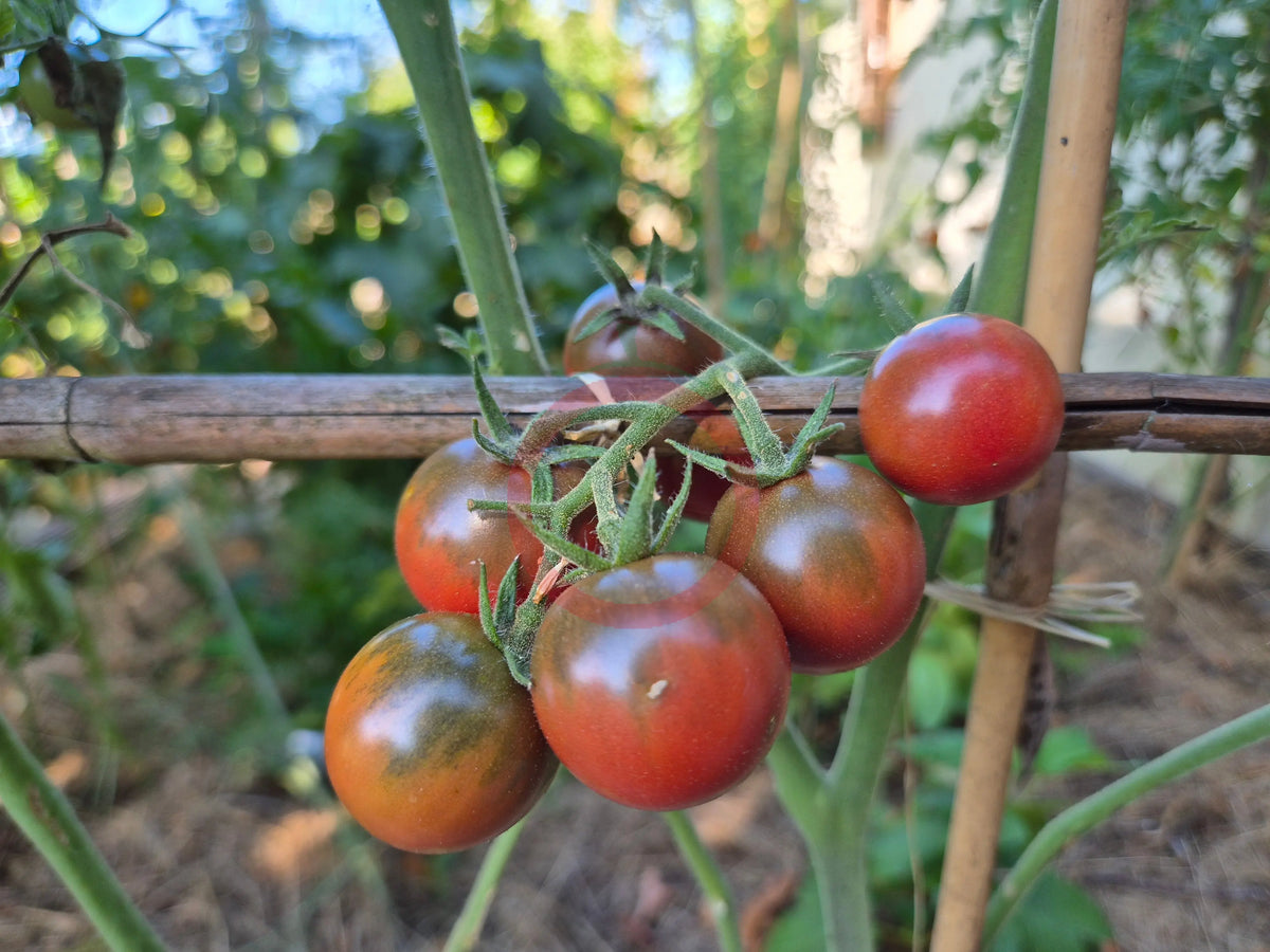 Reinhard´s Purple Sugar DER TOMATENFLÜSTERER