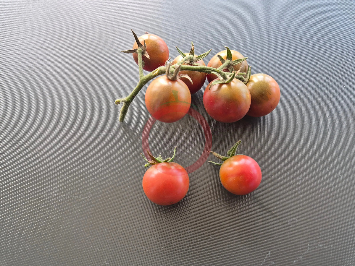 Reinhard´s Purple Sugar DER TOMATENFLÜSTERER