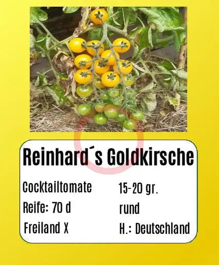 Reinhards Goldkirsche DER TOMATENFLÜSTERER
