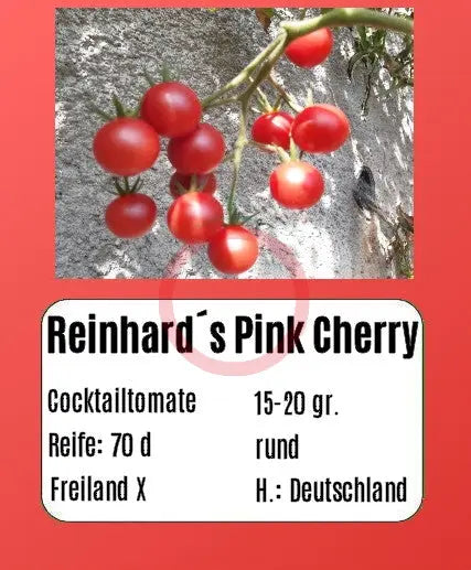 Reinhards Pink Cherry DER TOMATENFLÜSTERER