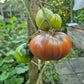 Reinhards Purple Heart DER TOMATENFLÜSTERER