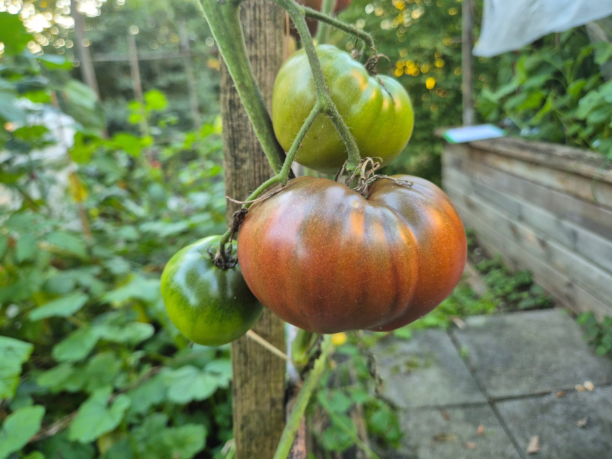 Reinhards Purple Heart DER TOMATENFLÜSTERER