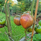 Reinhards Purple Heart DER TOMATENFLÜSTERER