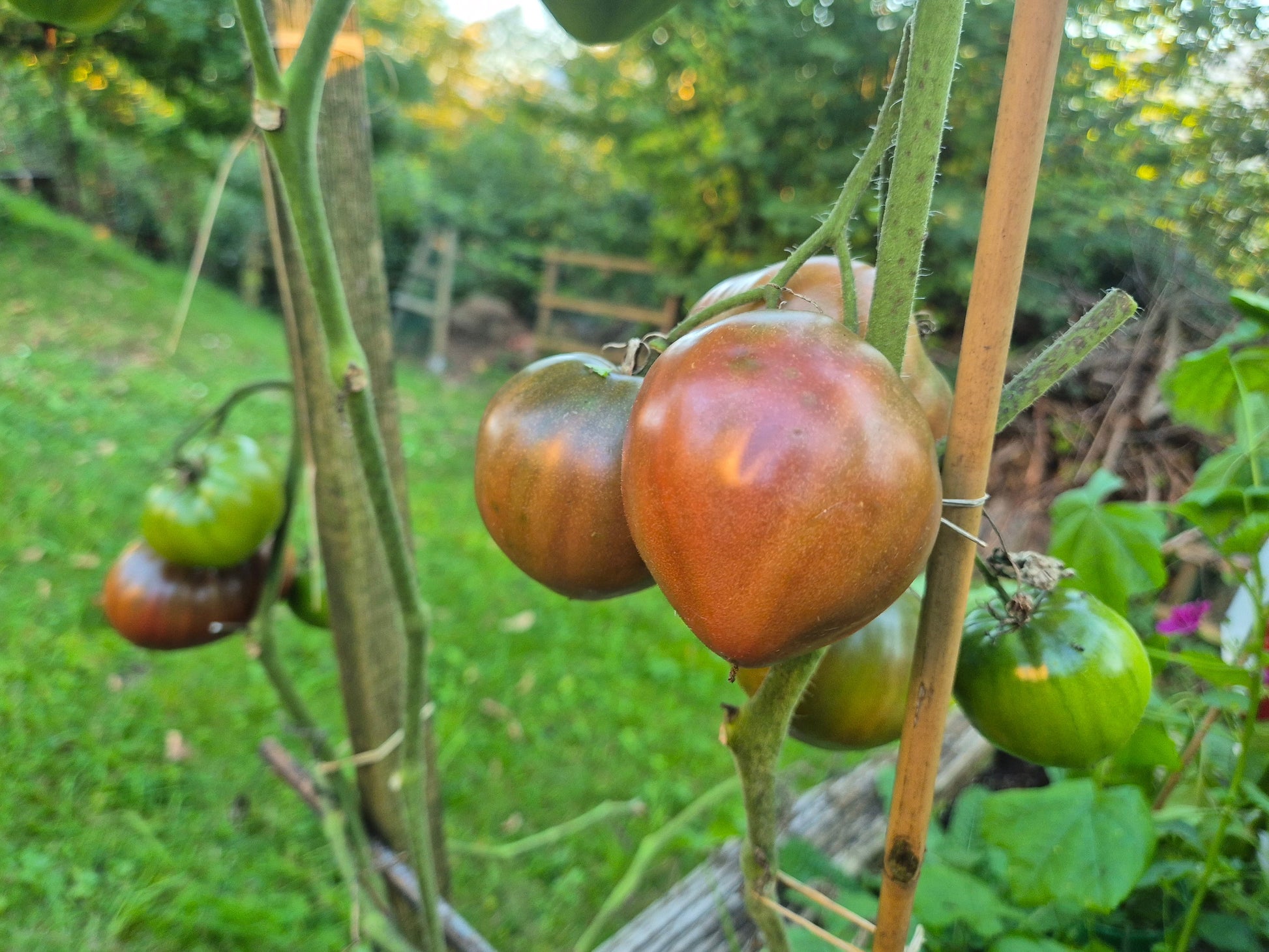 Reinhards Purple Heart DER TOMATENFLÜSTERER