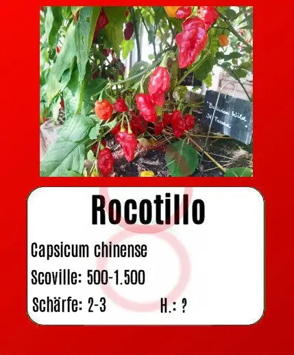 Rocotillo DER TOMATENFLÜSTERER