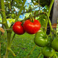 Roem van Mechelen DER TOMATENFLÜSTERER