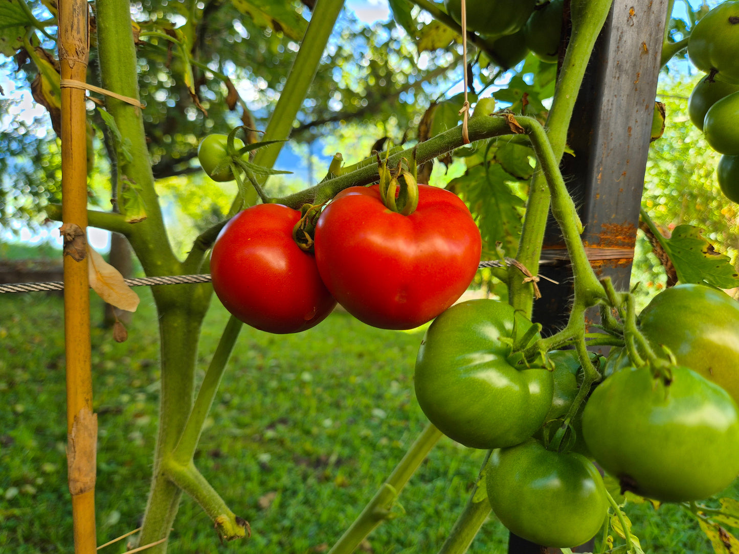 Roem van Mechelen DER TOMATENFLÜSTERER