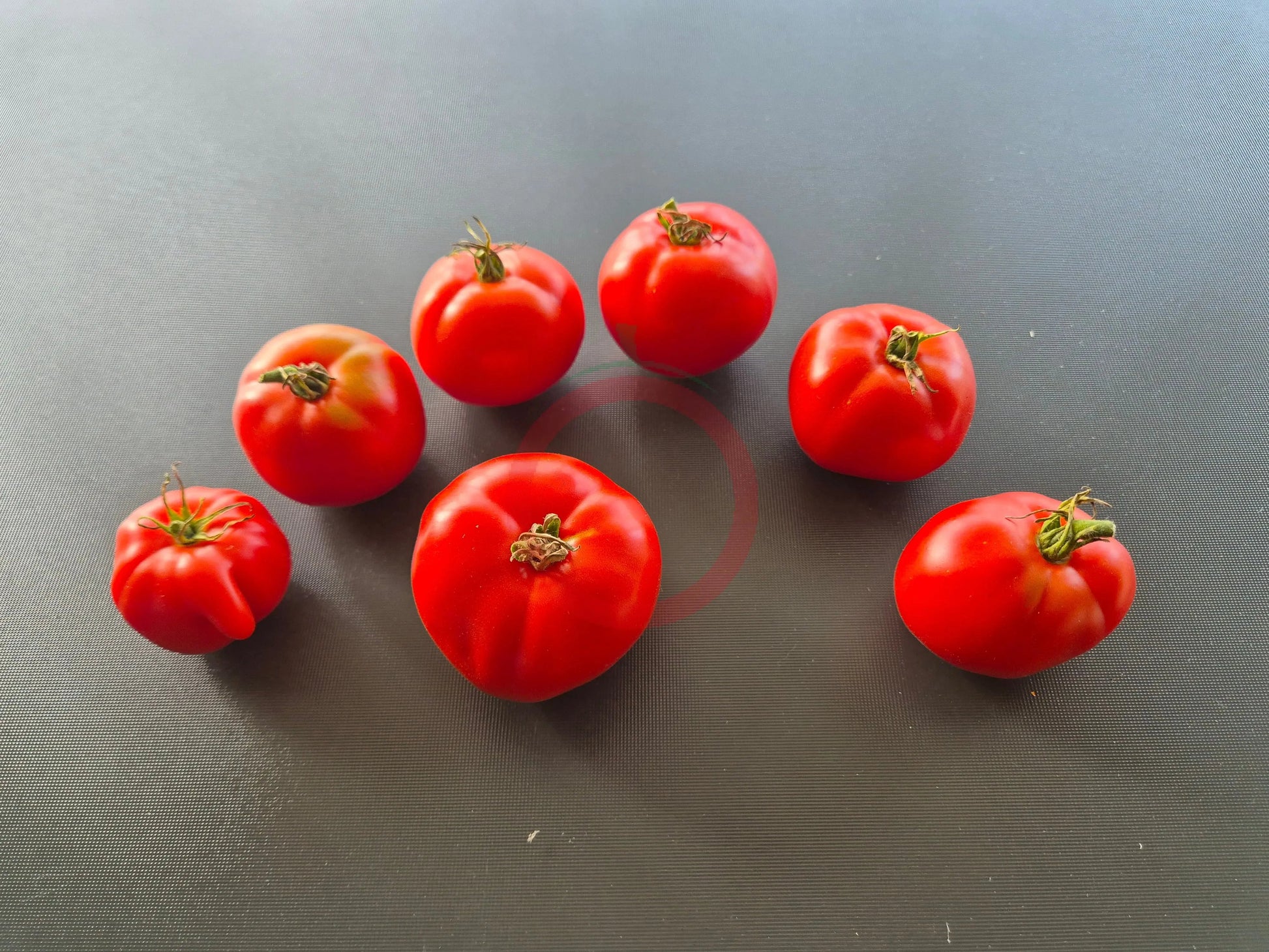 Roem van Mechelen DER TOMATENFLÜSTERER
