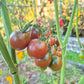 Ron´s Carbon Copy DER TOMATENFLÜSTERER