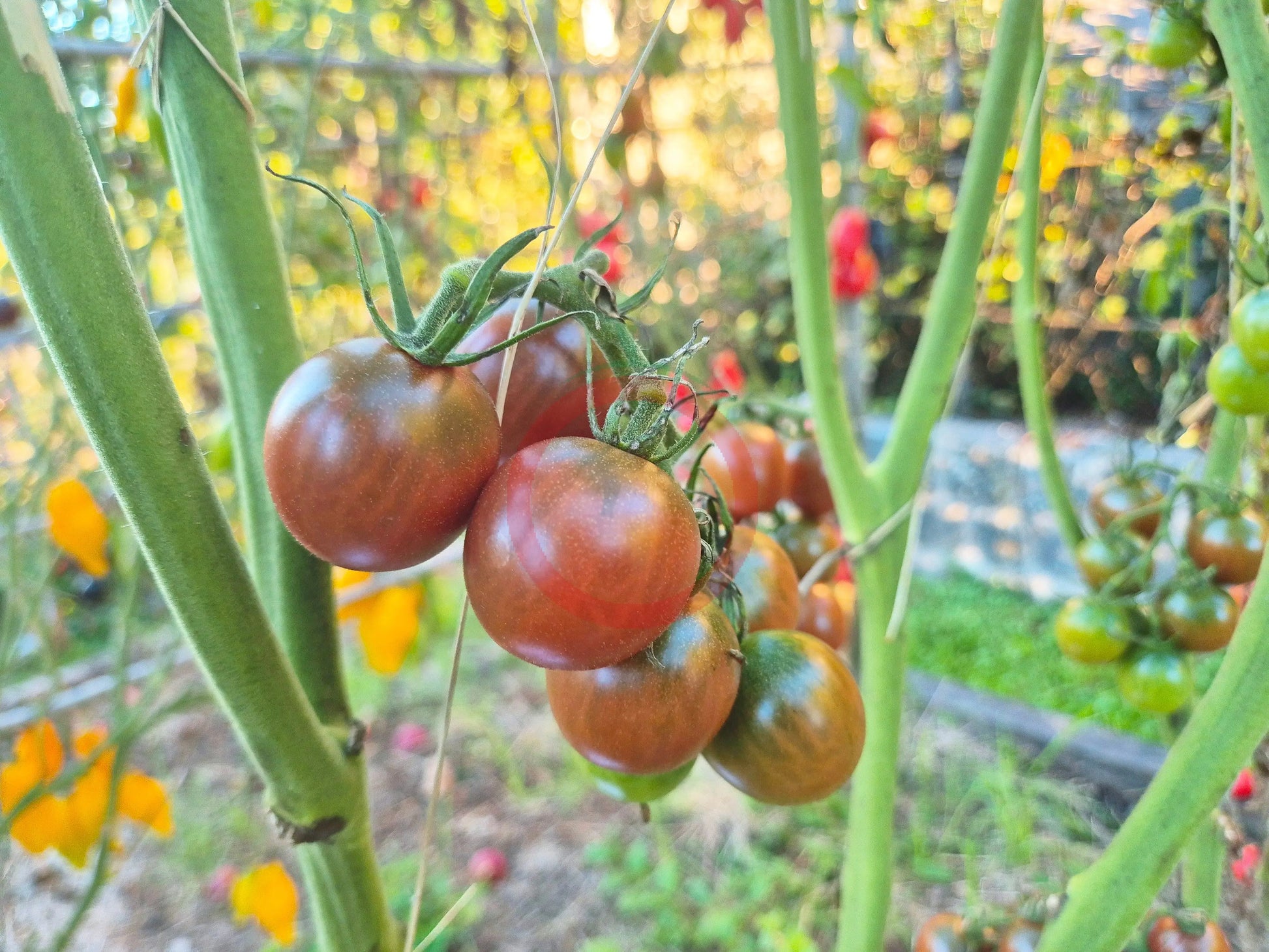 Ron´s Carbon Copy DER TOMATENFLÜSTERER