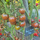 Ron´s Carbon Copy DER TOMATENFLÜSTERER