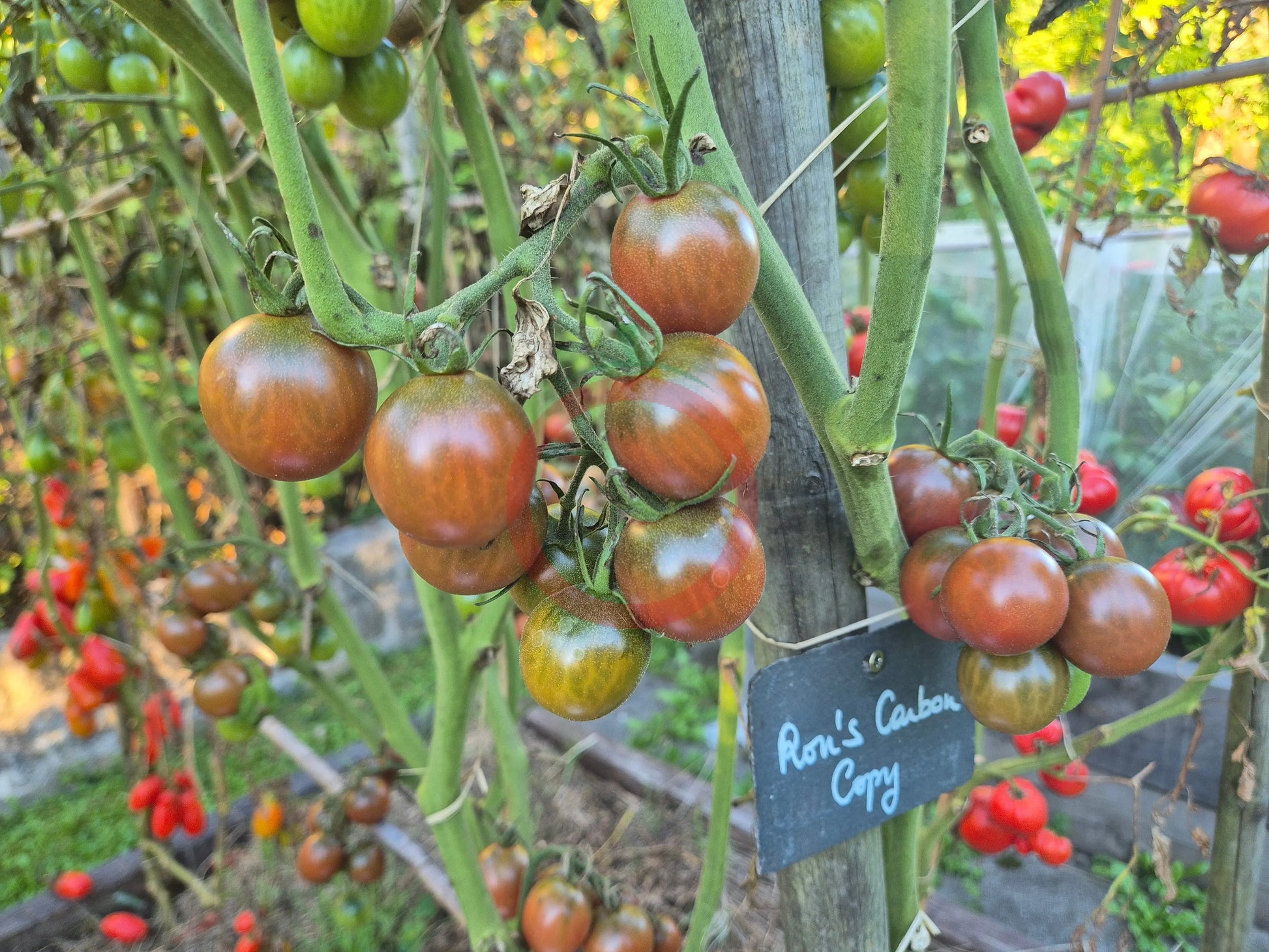 Ron´s Carbon Copy DER TOMATENFLÜSTERER