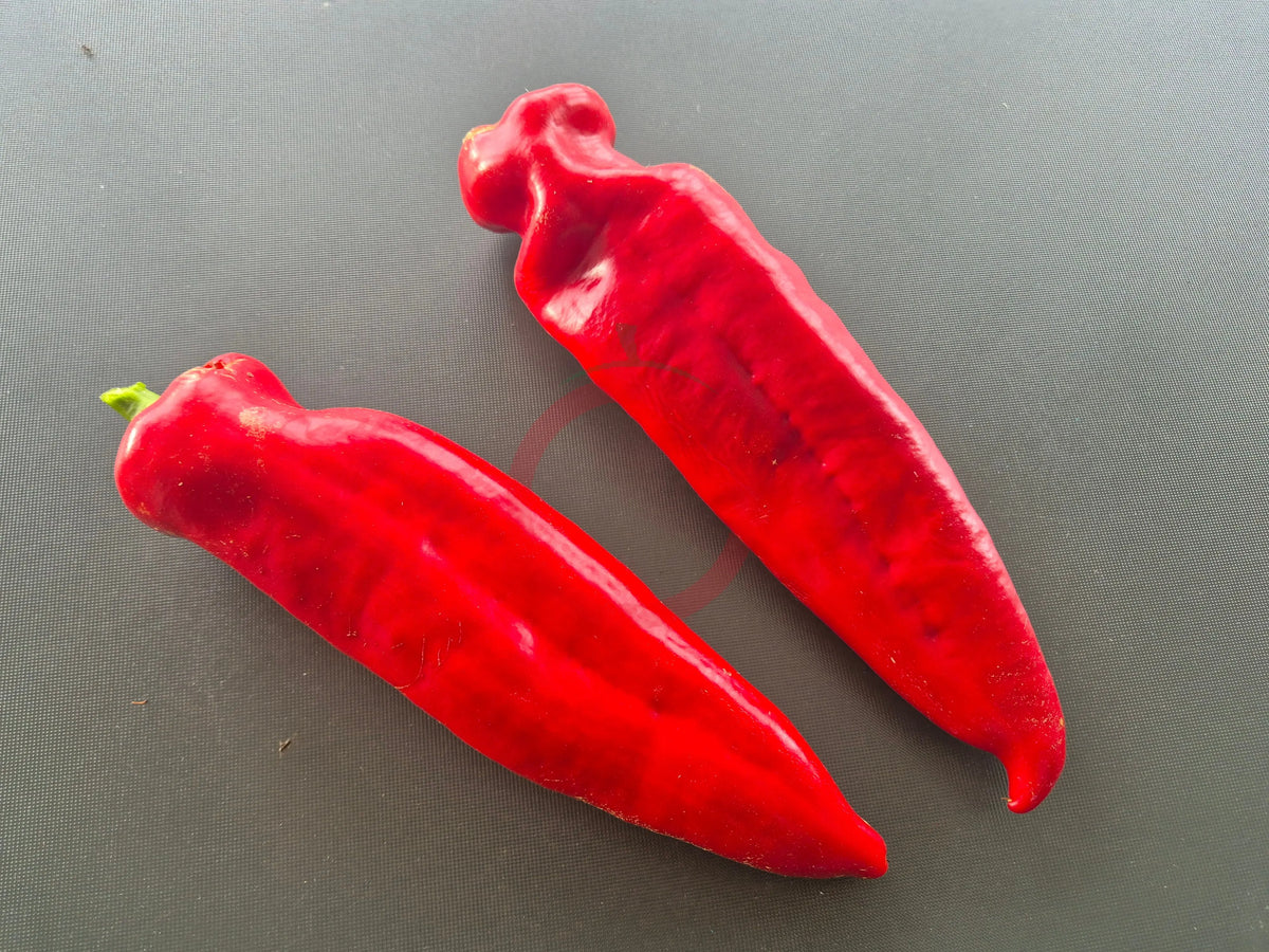 Ros de Mallorca DER TOMATENFLÜSTERER