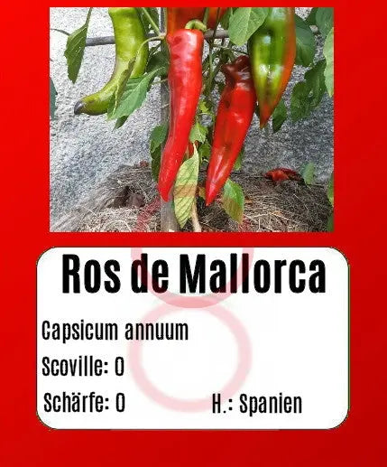 Ros de Mallorca DER TOMATENFLÜSTERER