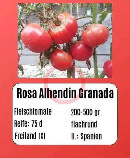 Rosa Alhendin Granada DER TOMATENFLÜSTERER