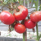 Rosa Alhendin Granada DER TOMATENFLÜSTERER