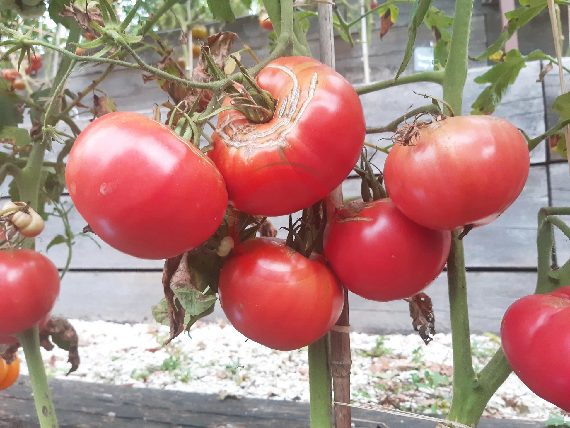 Rosa Alhendin Granada DER TOMATENFLÜSTERER